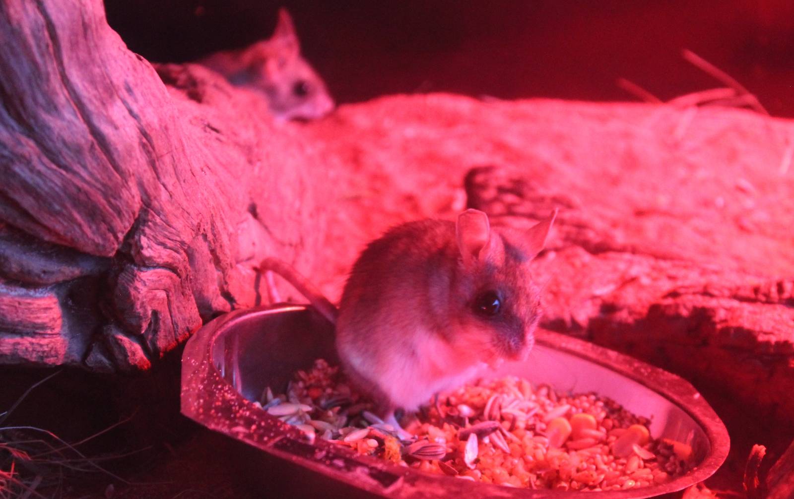 Spinifex hopping mice (Notomys alexis)