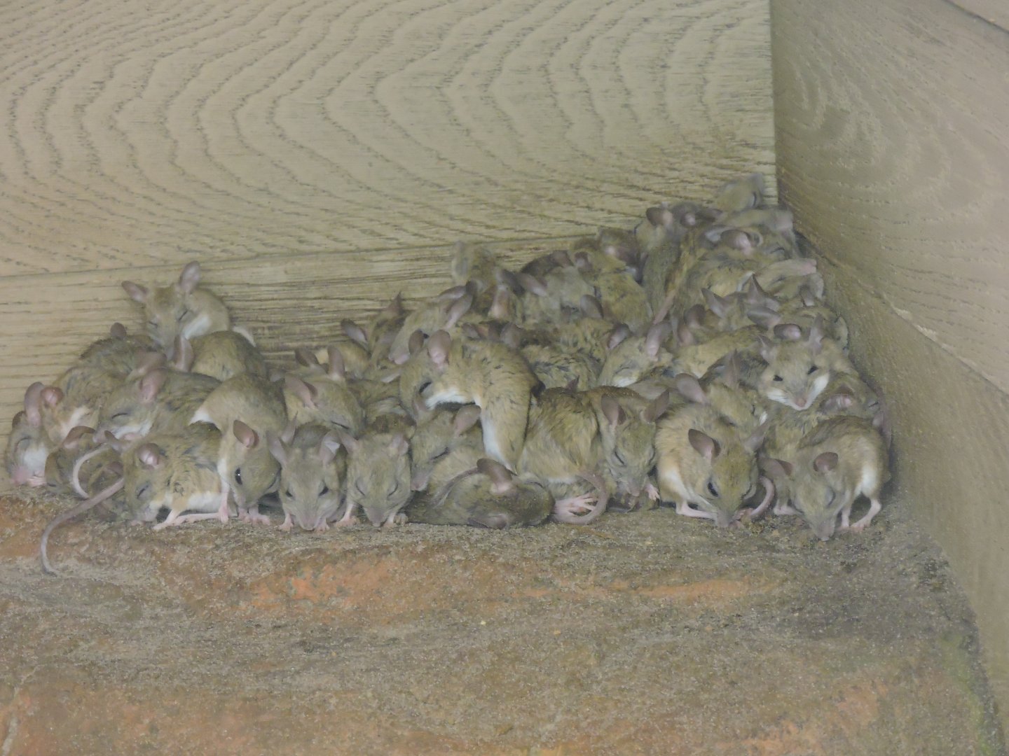 Spinifex Hopping Mice - pile up