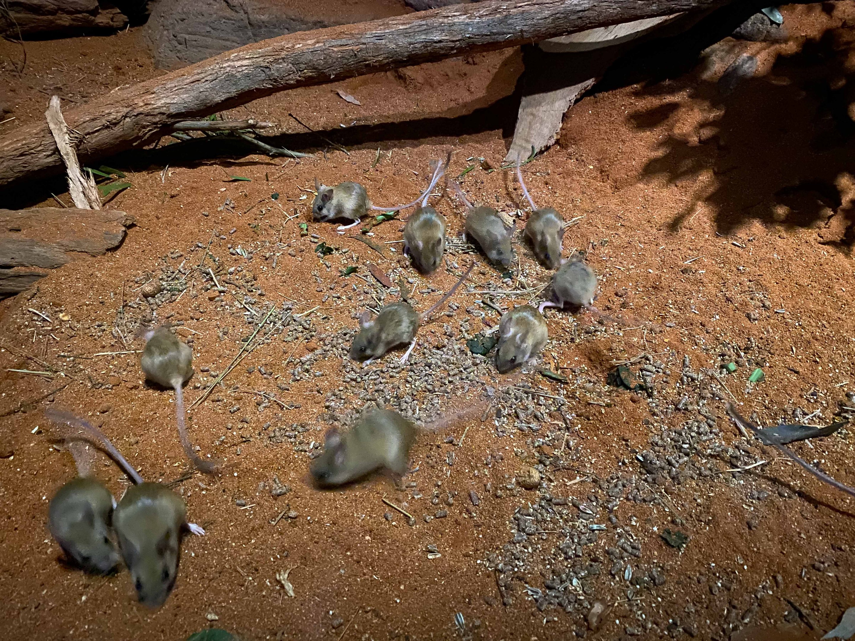 Spinifex Hopping Mice