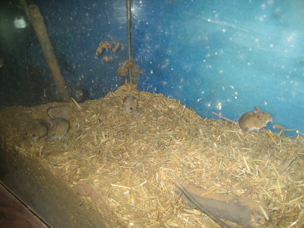 Spinifex Hopping Mice