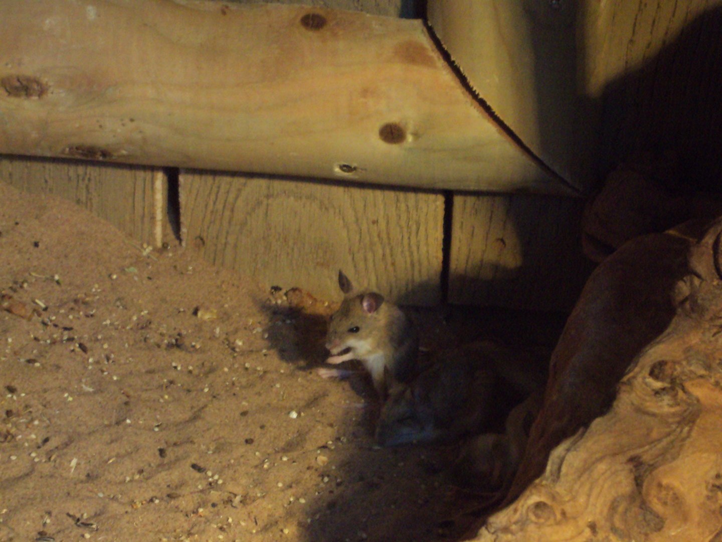 Spinifex Hopping Mouse 22/12/2019