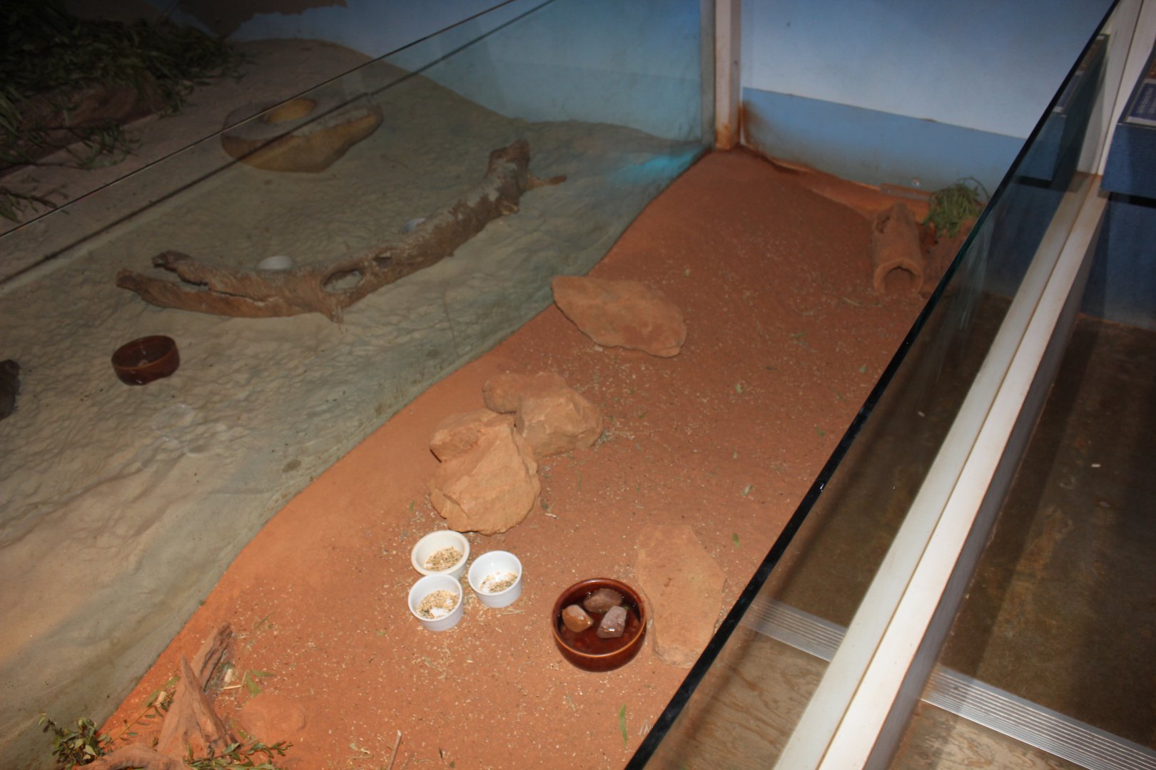 Spinifex Hopping-mouse enclosure