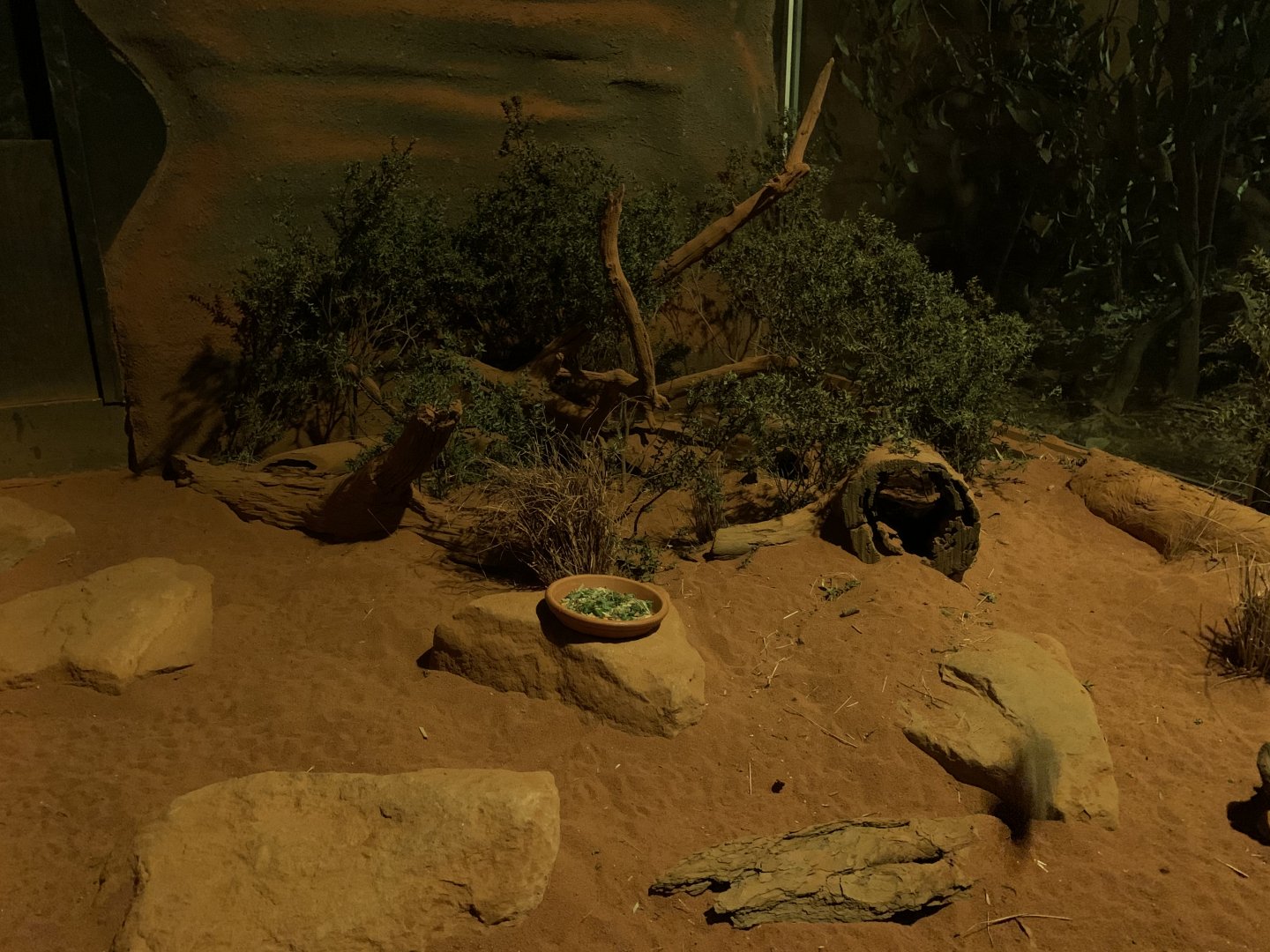 Spinifex Hopping Mouse Enclosure