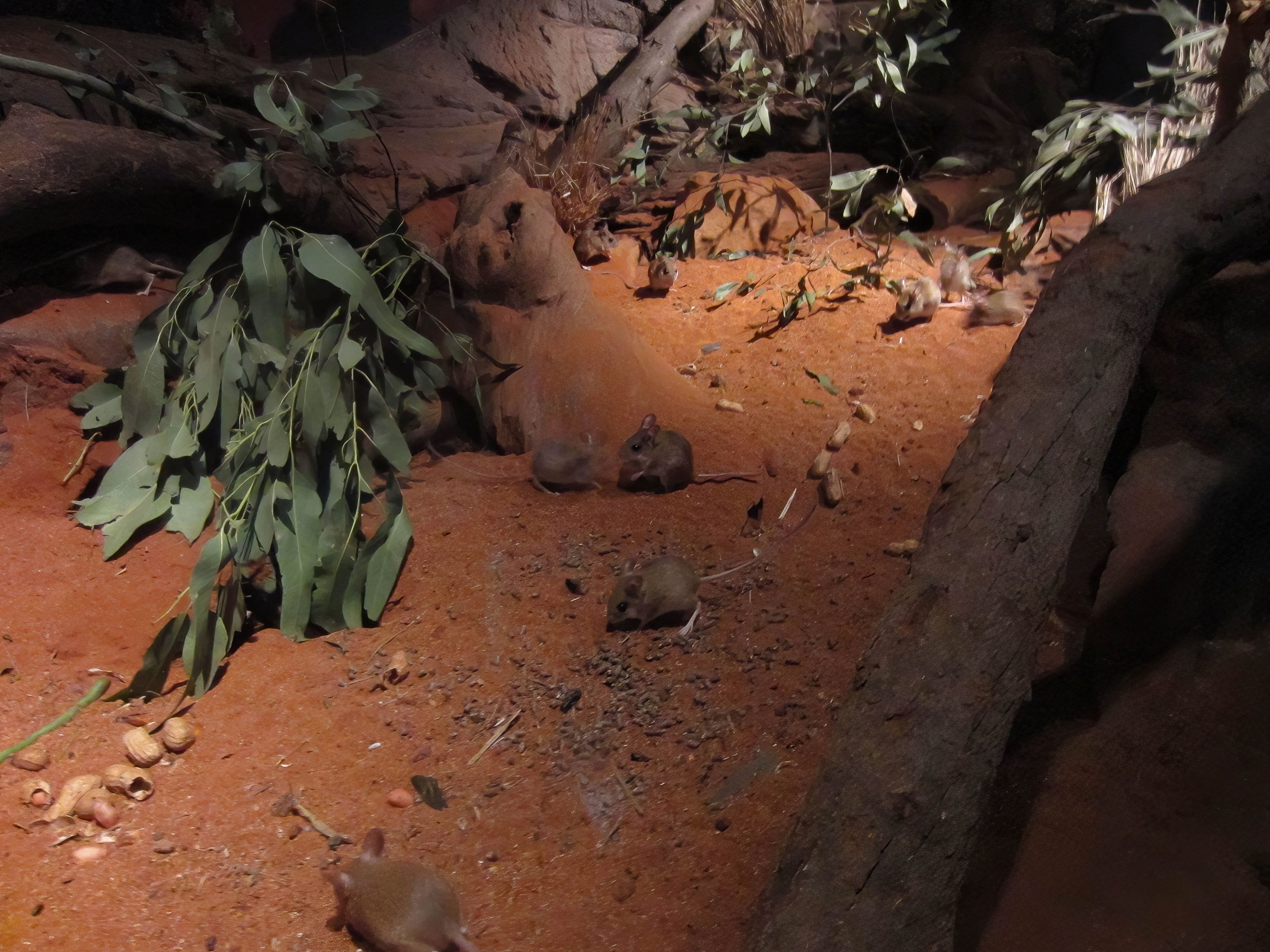 Spinifex Hopping Mouse enclosure