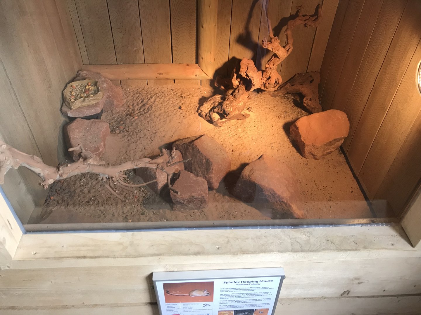 Spinifex hopping mouse exhibit 100819
