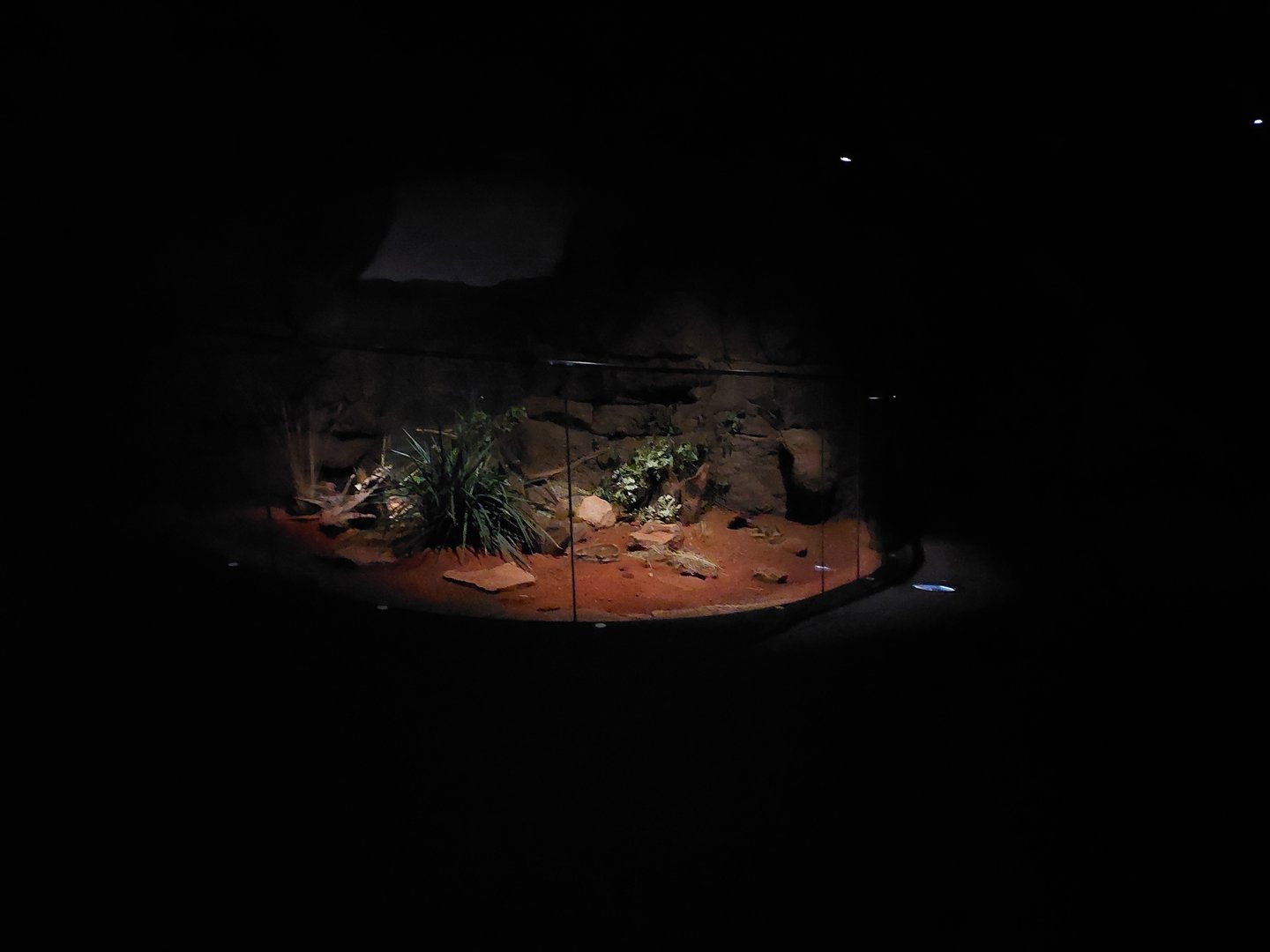 Spinifex hopping mouse exhibit