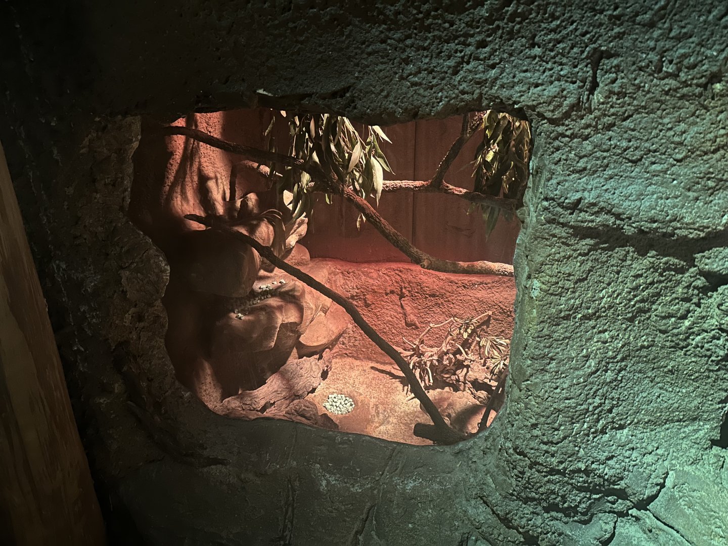 Spinifex Hopping Mouse Exhibit