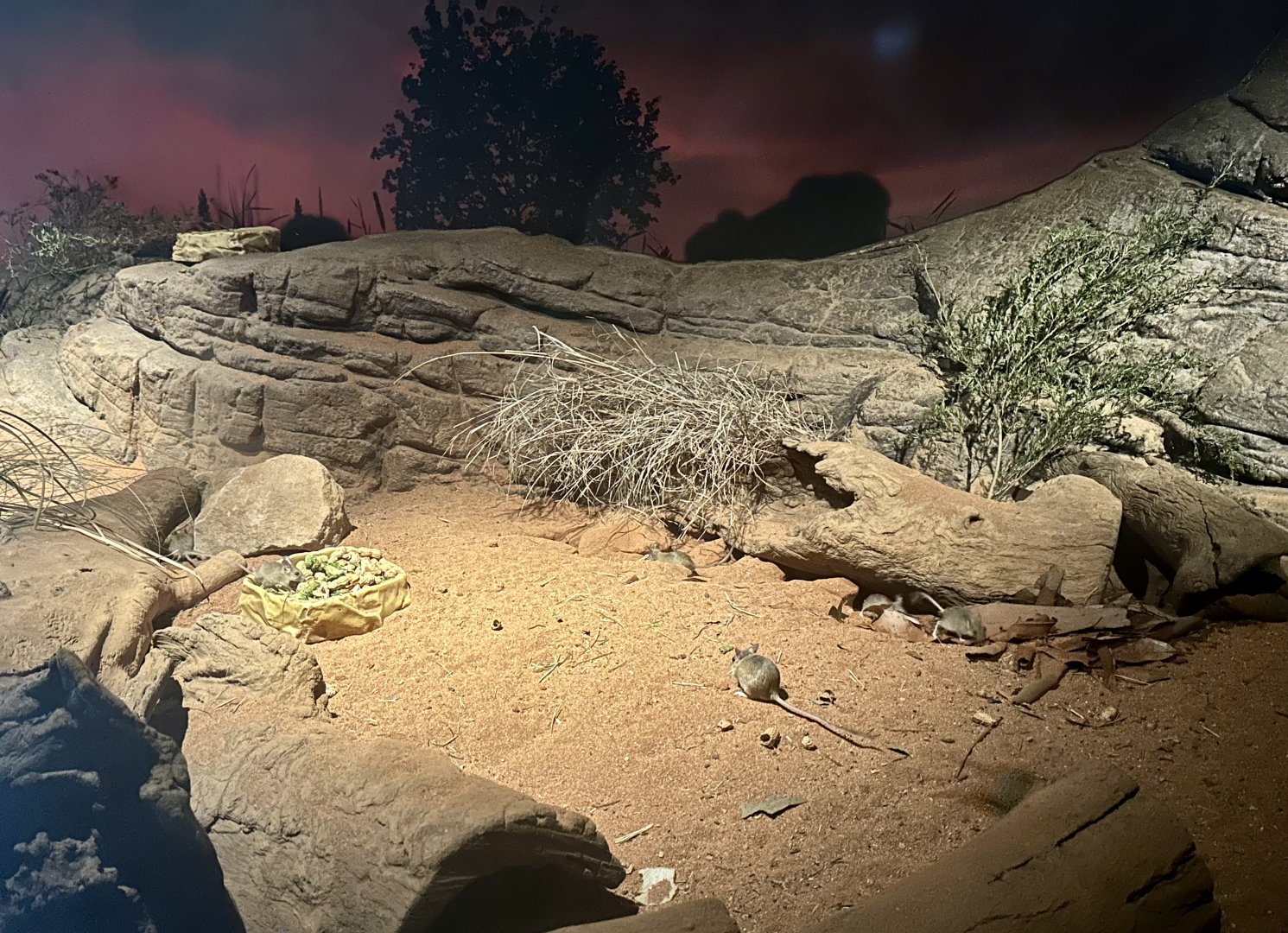 Spinifex Hopping Mouse Exhibit