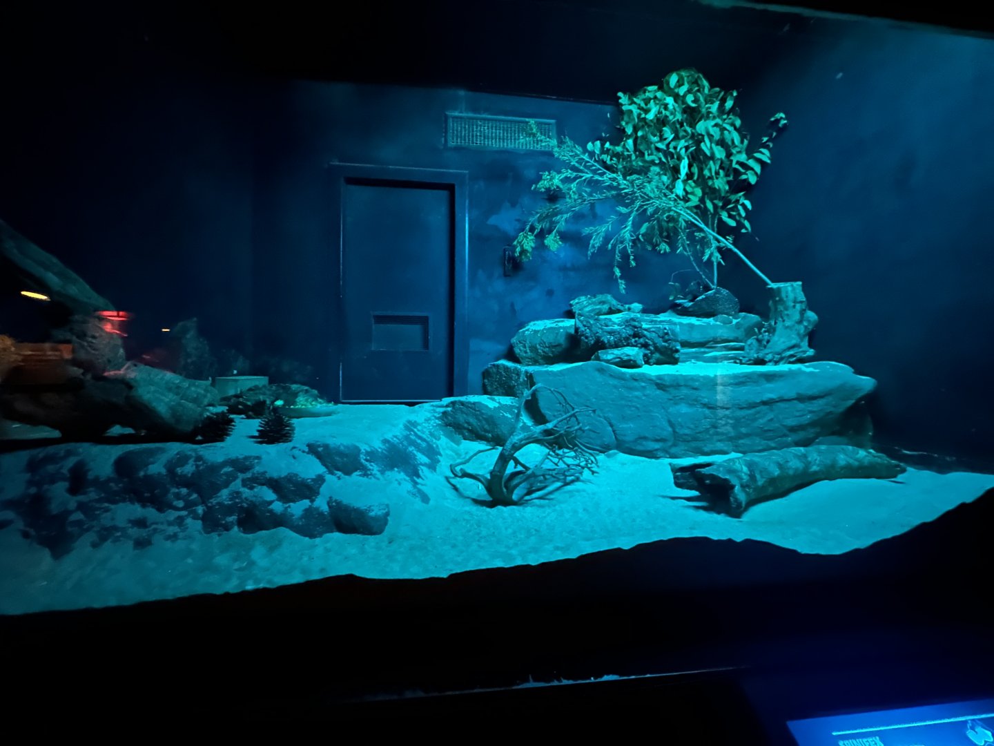 Spinifex hopping mouse exhibit