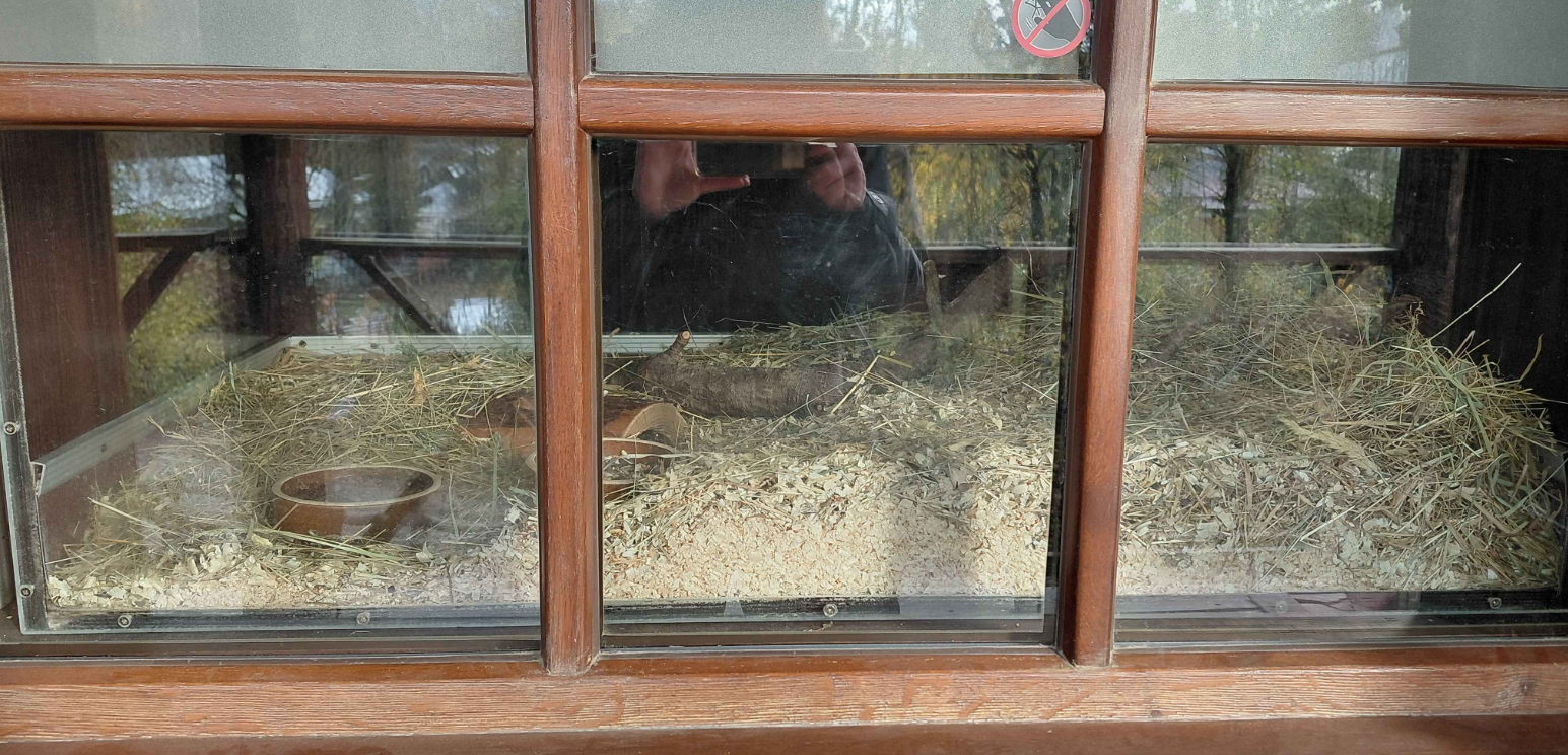 Spinifex hopping mouse exhibit