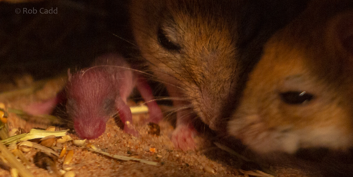 Spinifex hopping mouse : Hamerton : 29 Sep 2019