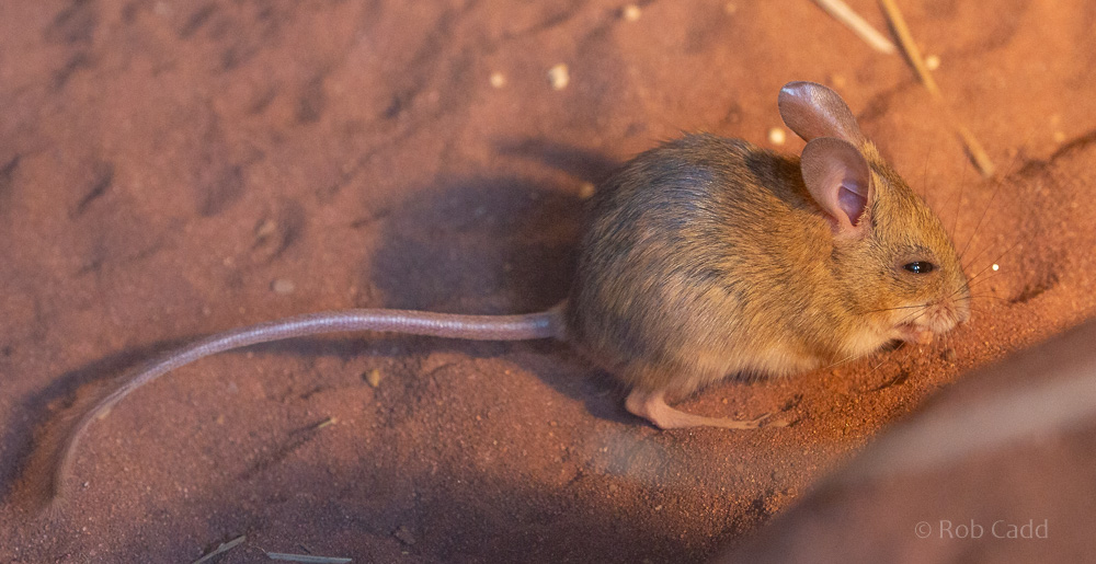 Spinifex hopping mouse : Hamerton :  31 May 2019