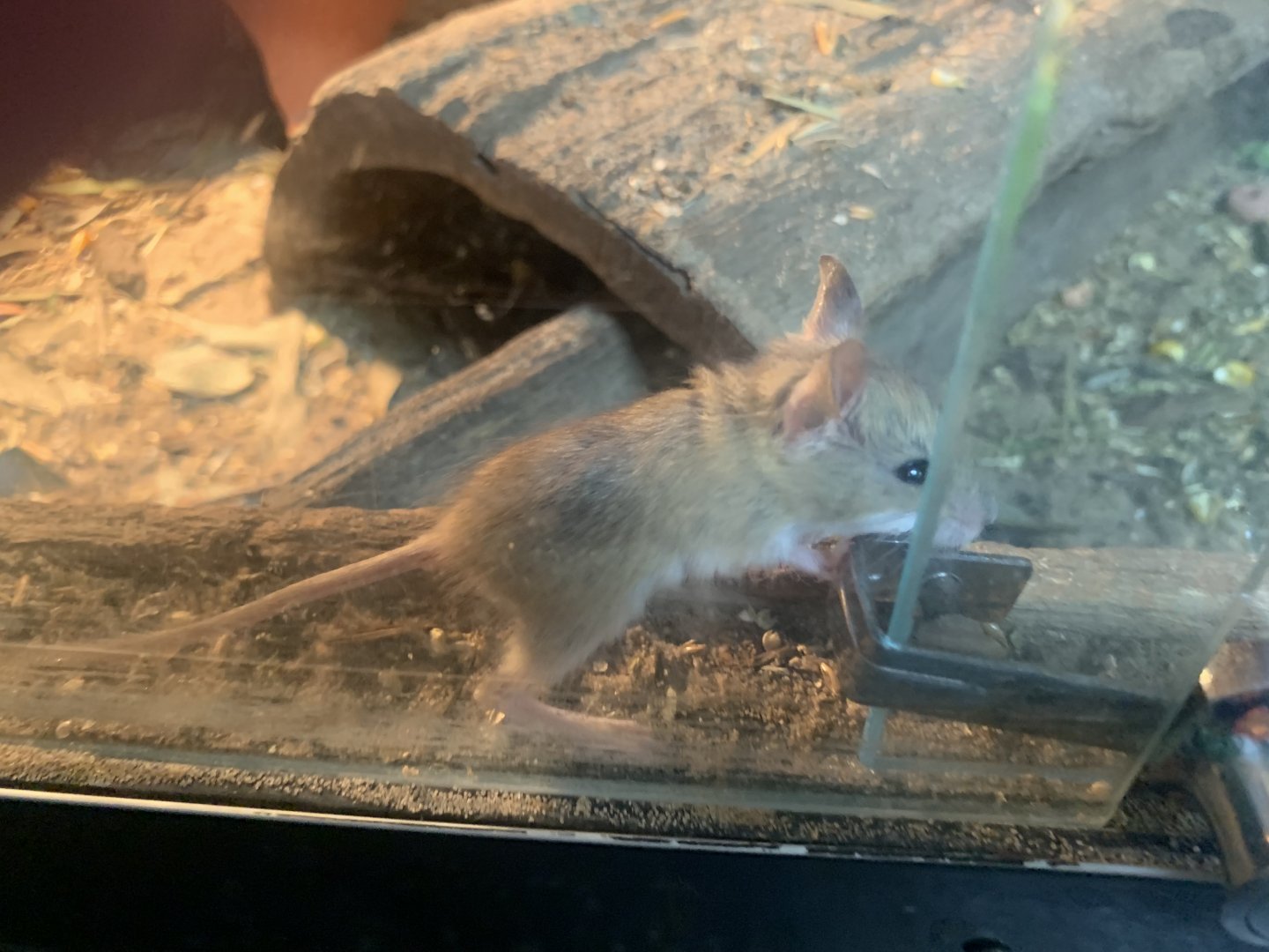 Spinifex Hopping Mouse in the 'Dragon House'