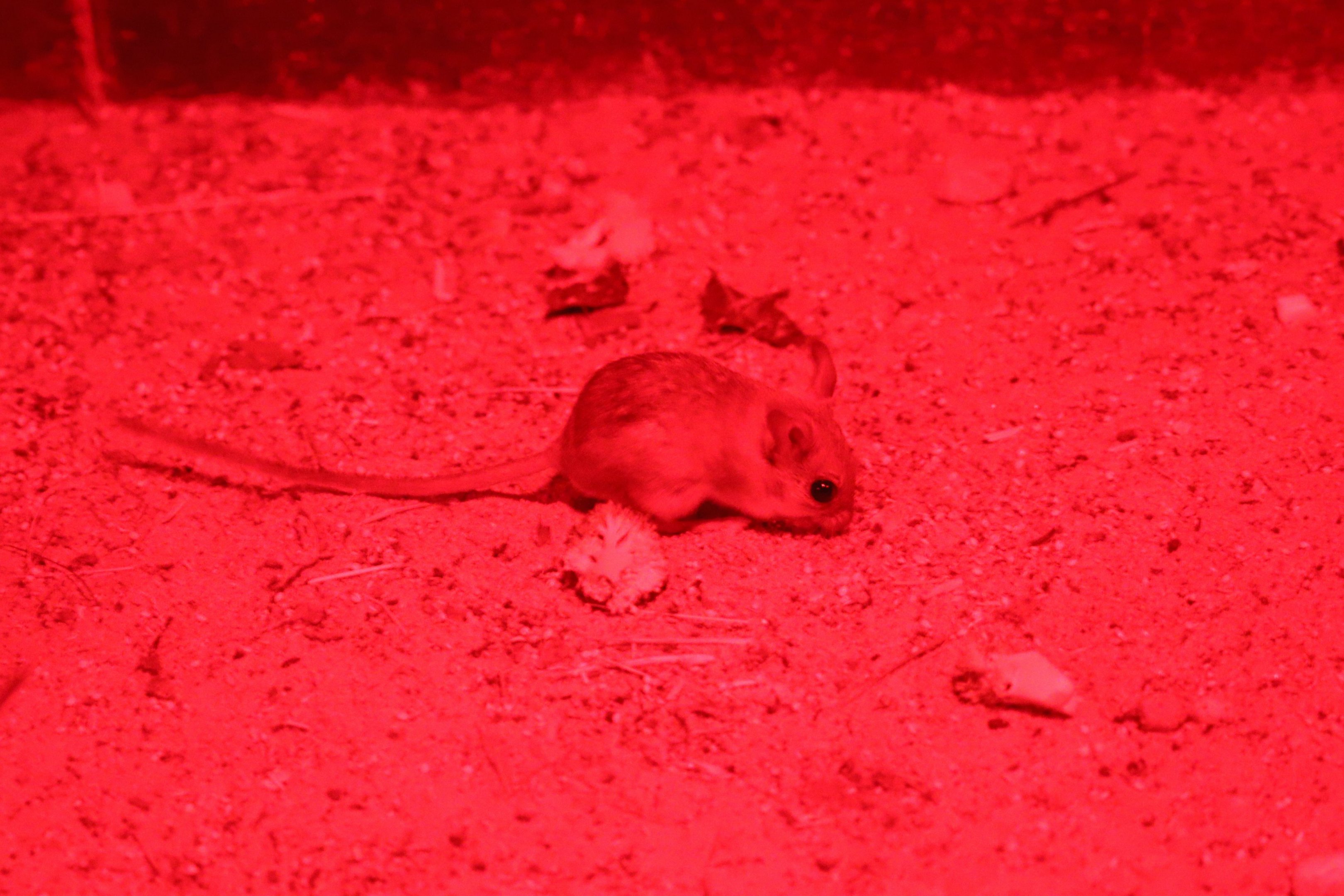 Spinifex Hopping Mouse (Notomys alexis)- Nocturnal House