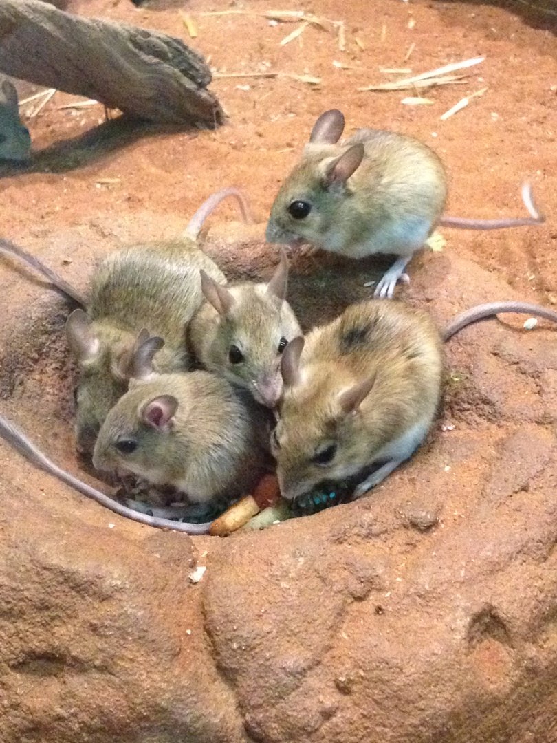 Spinifex Hopping Mouse (Notomys alexis)