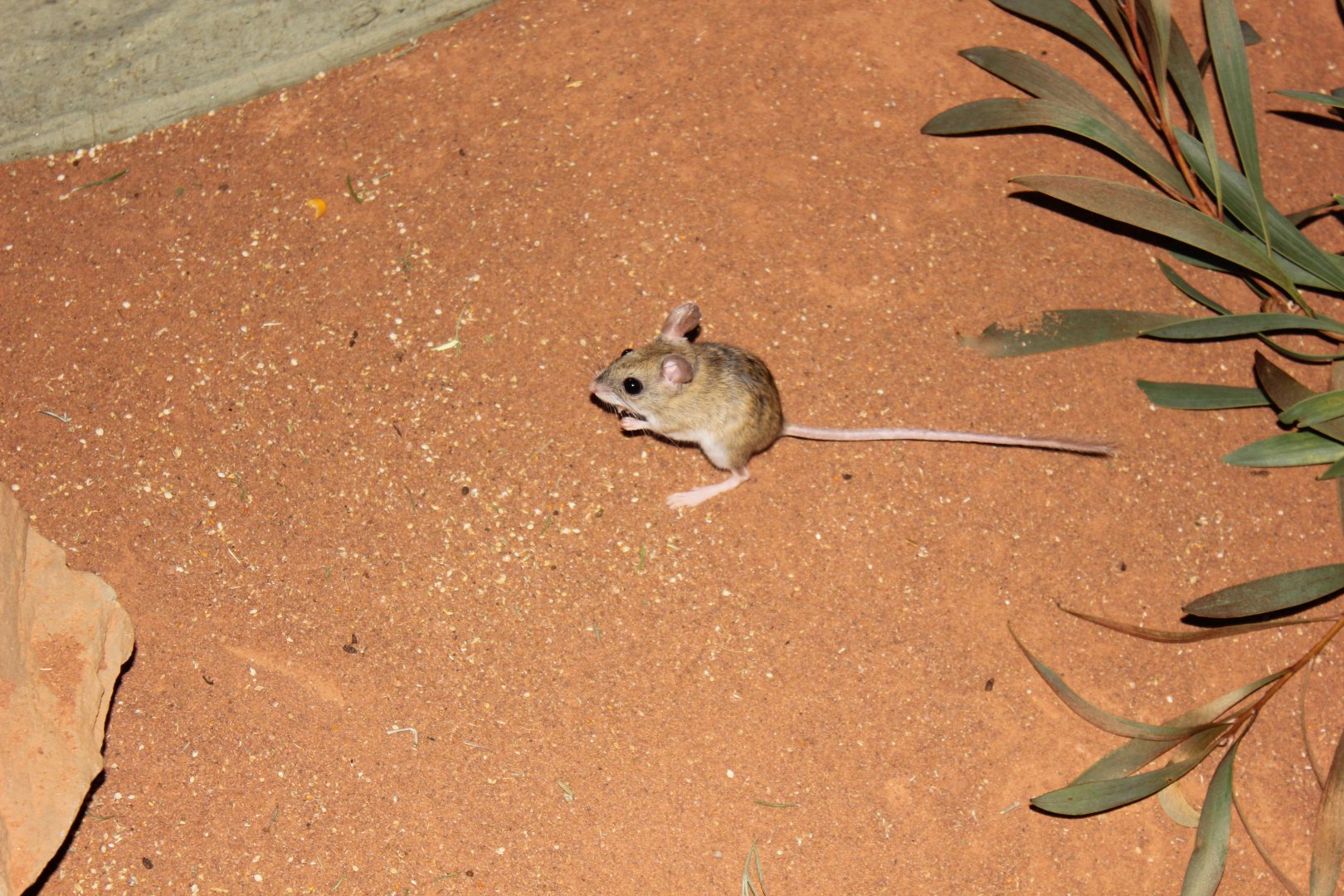 Spinifex Hopping-mouse (Notomys alexis)
