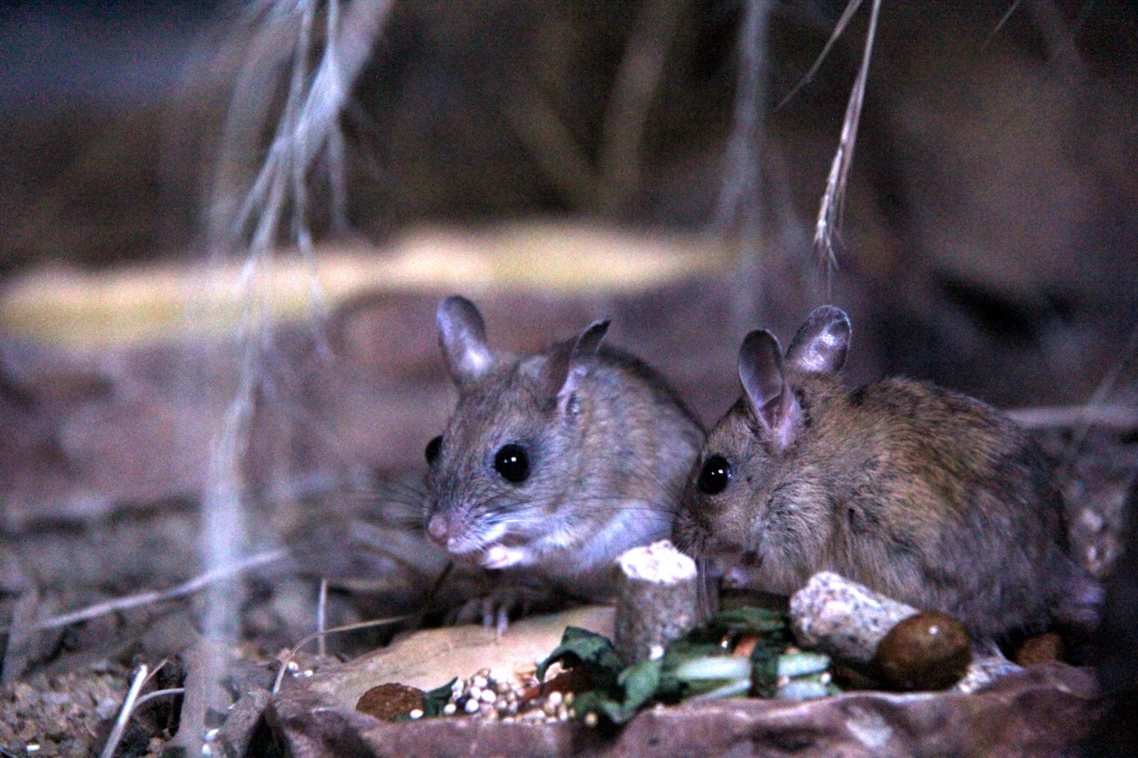spinifex hopping mouse (Notomys alexis)