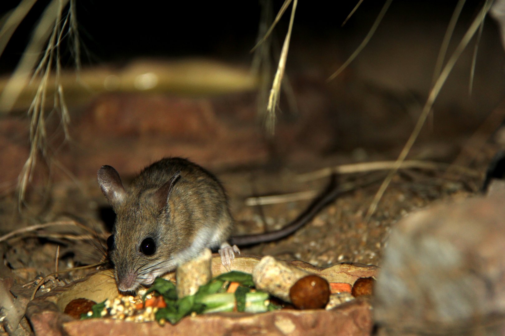 spinifex hopping mouse (Notomys alexis)