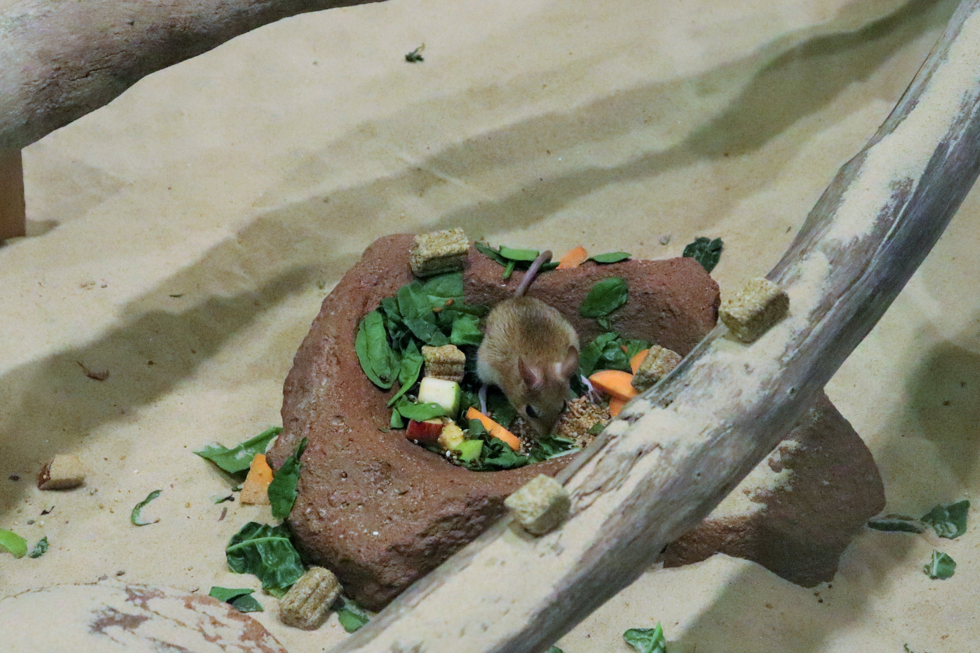 Spinifex Hopping Mouse (Notomys alexis)