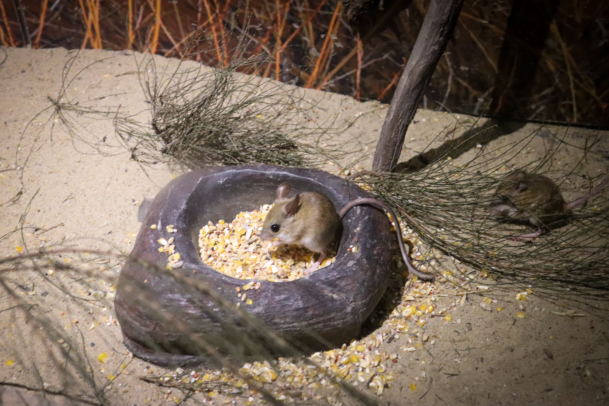 Spinifex Hopping Mouse (Notomys alexis)