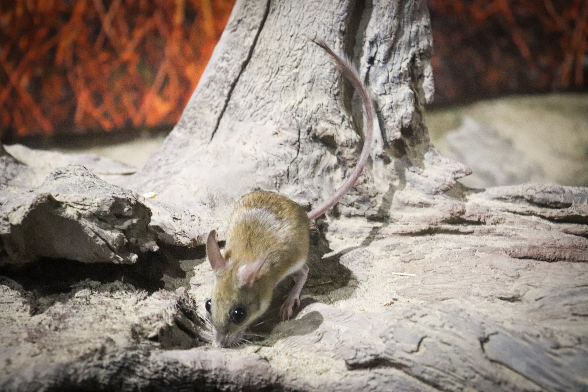 Spinifex Hopping Mouse (Notomys alexis)