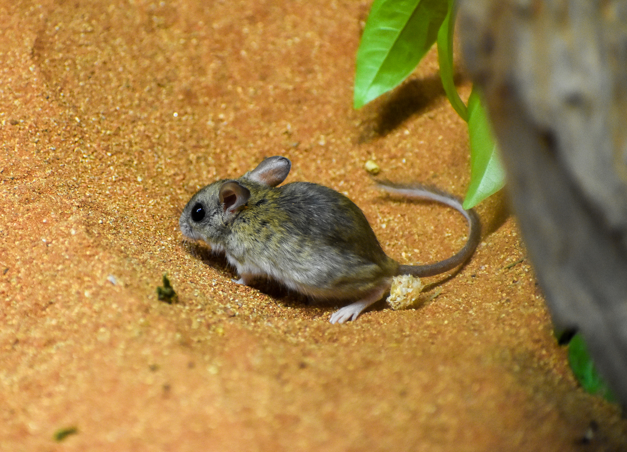 Spinifex Hopping Mouse (Notomys alexis)
