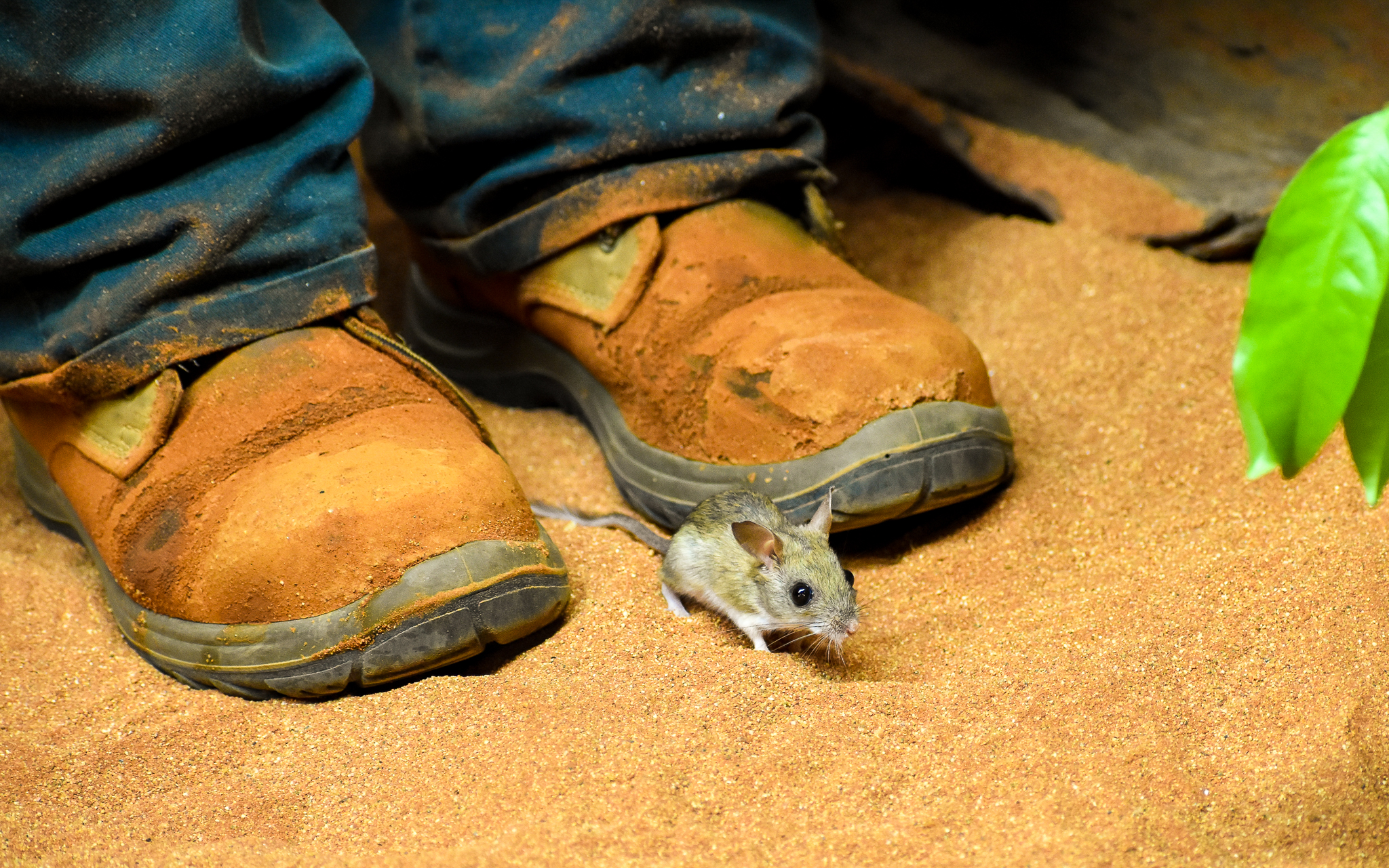 Spinifex Hopping Mouse (Notomys alexis)