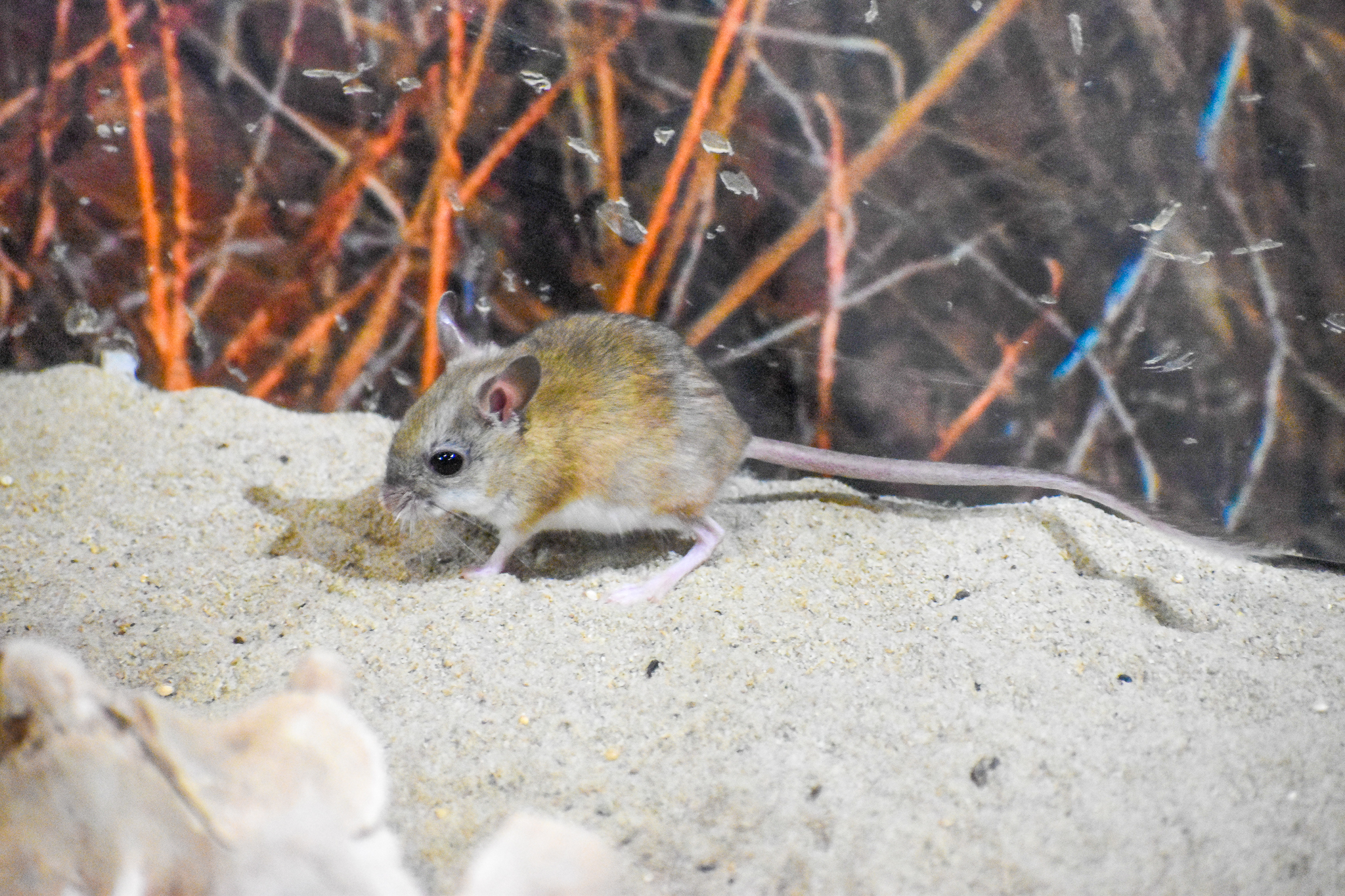 Spinifex Hopping Mouse (Notomys alexis)