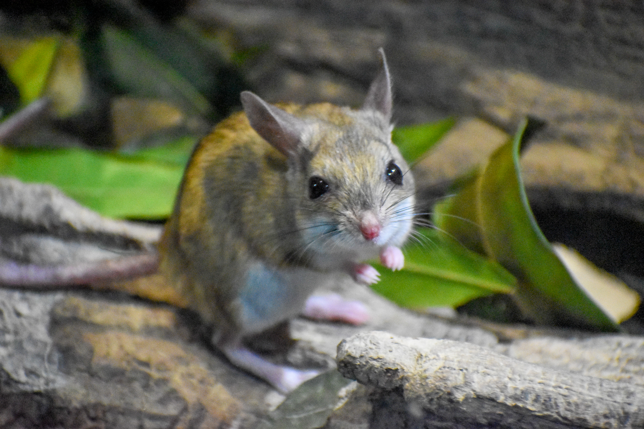 Spinifex Hopping Mouse (Notomys alexis)