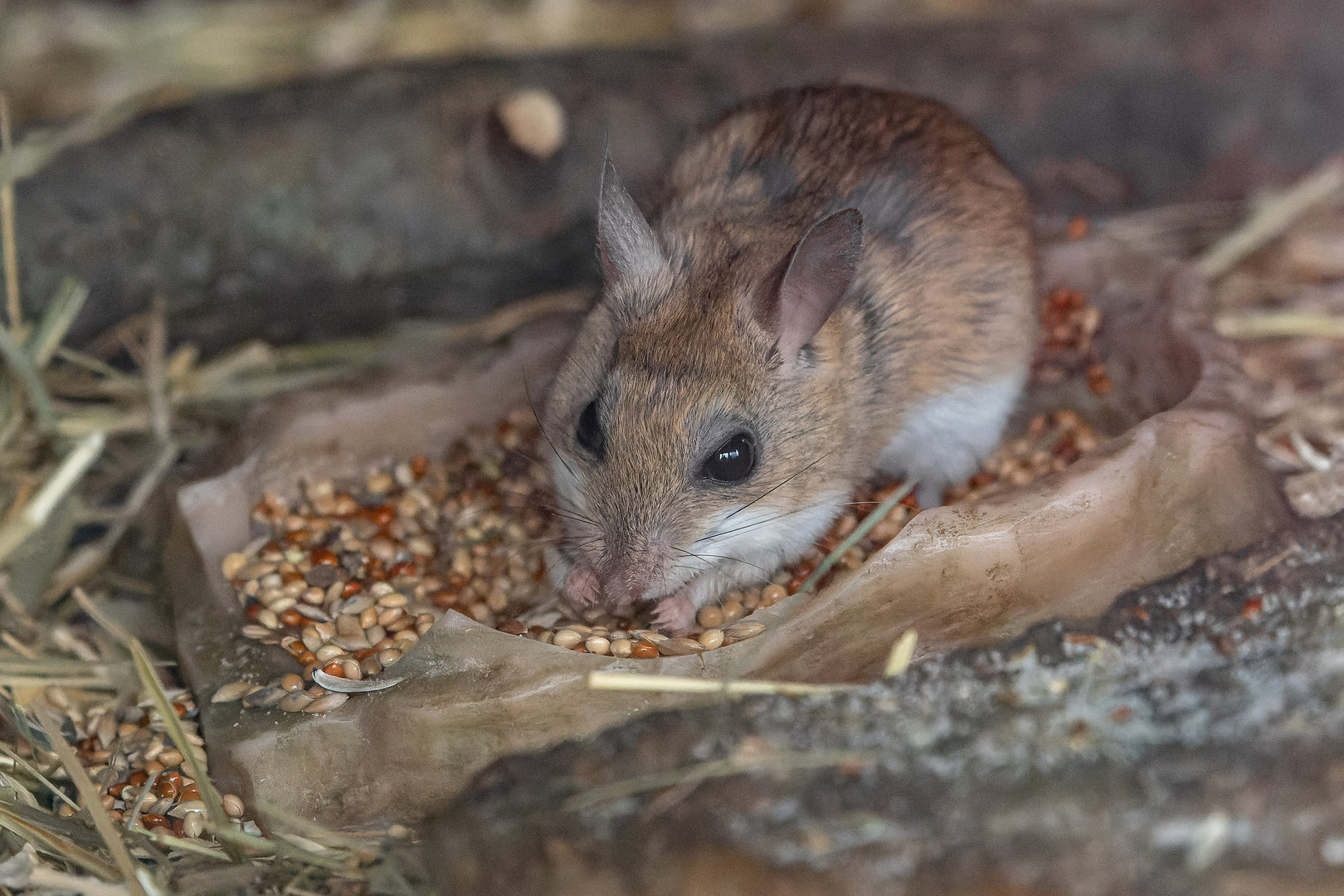Spinifex hopping mouse (Notomys alexis)