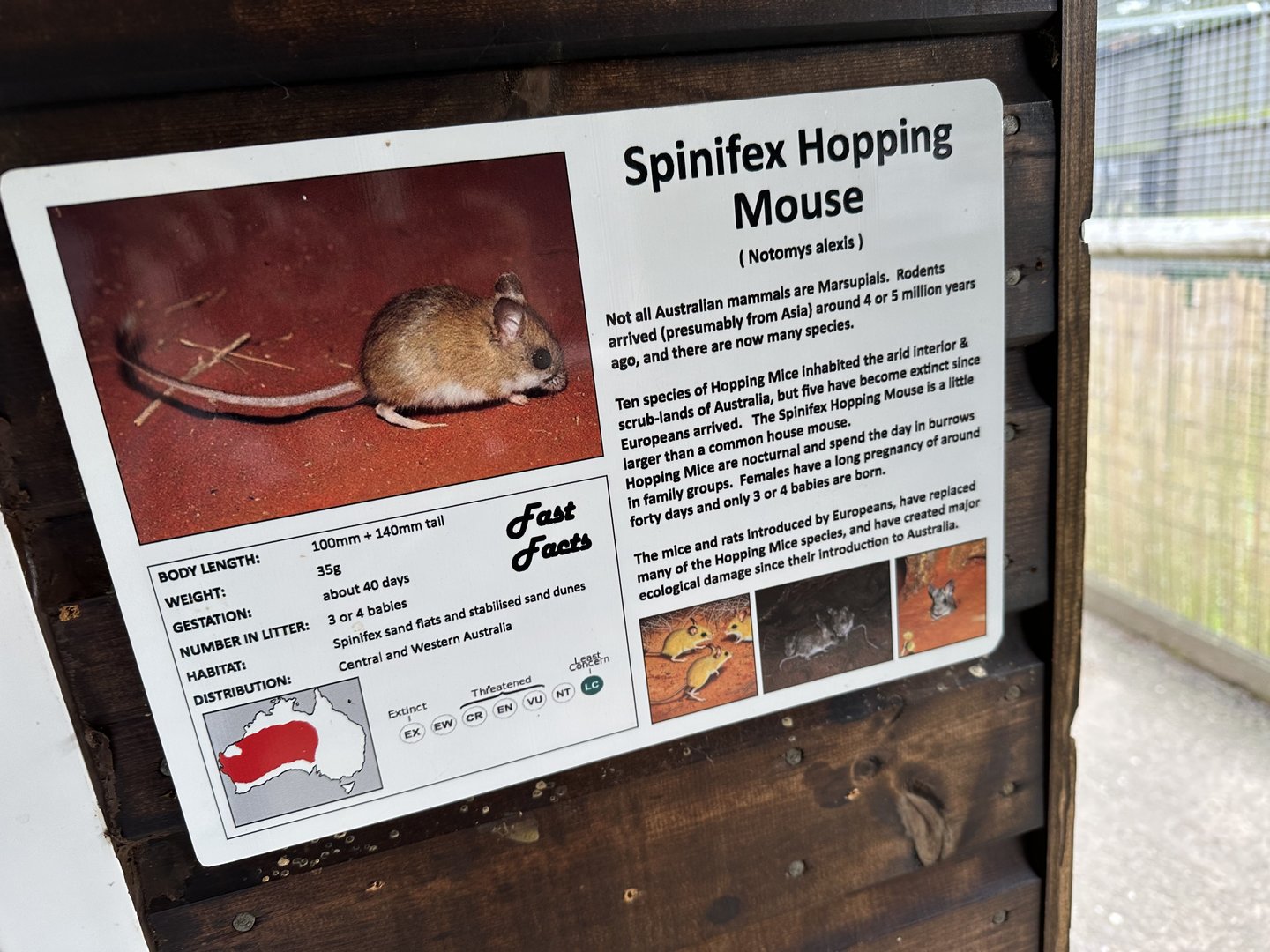 Spinifex Hopping Mouse Signage at Hamerton Zoo Park (October 2023)