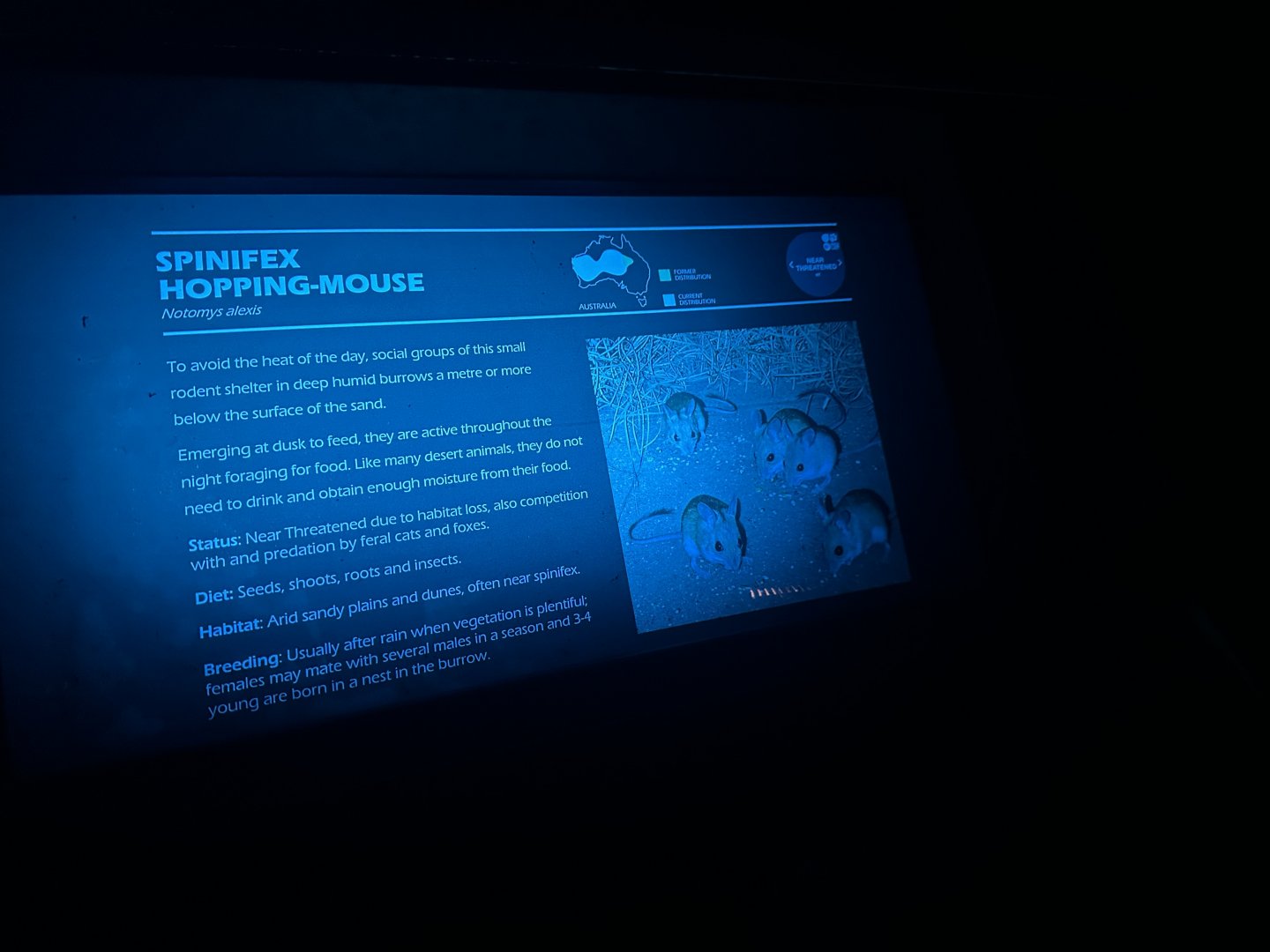 Spinifex hopping mouse signage