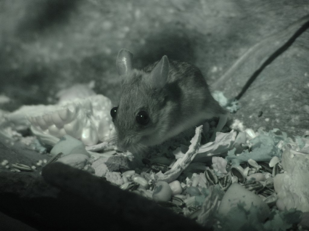 Spinifex Hopping Mouse