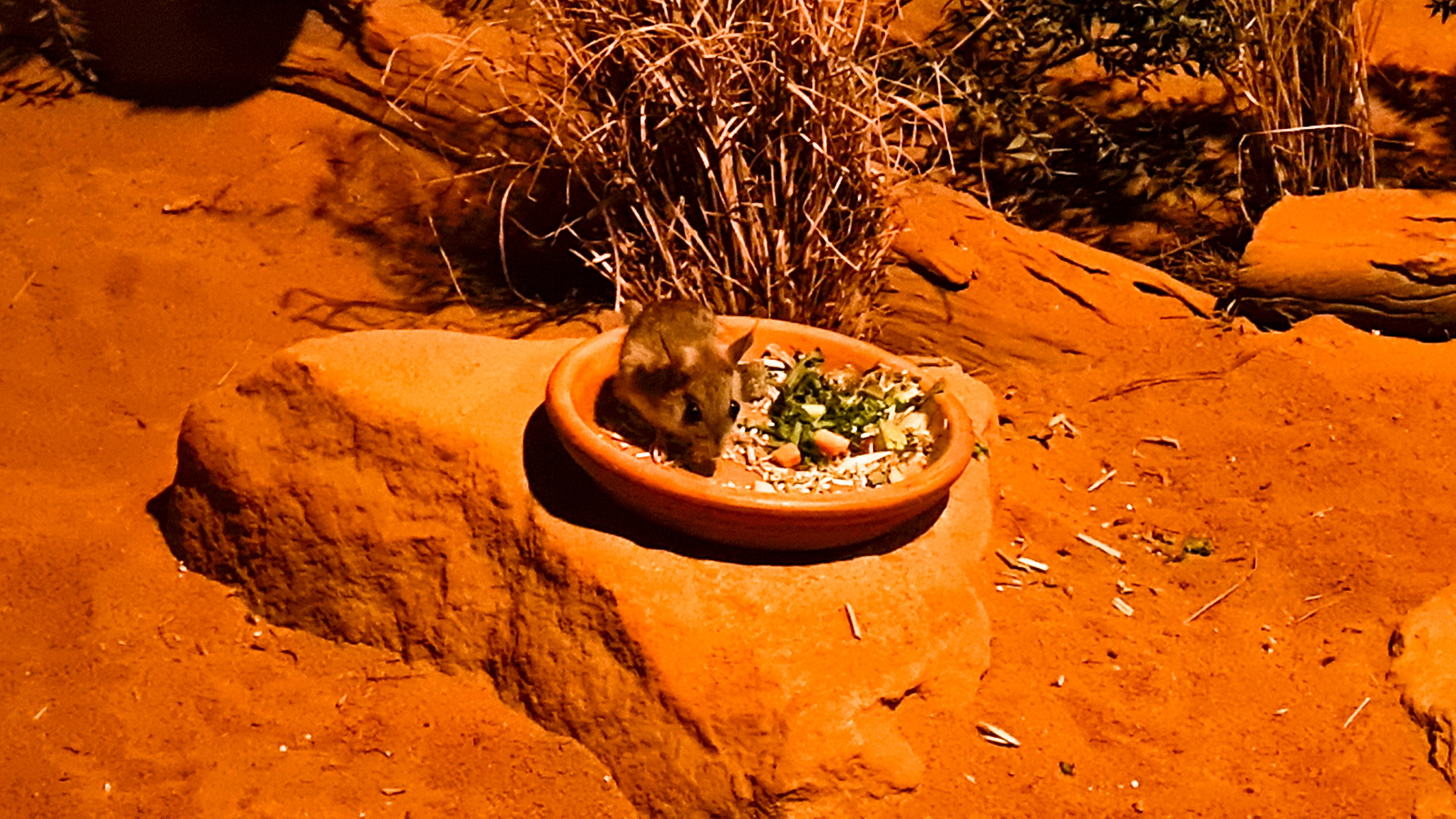 Spinifex hopping mouse