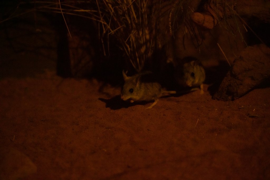 Spinifex Hopping Mouse