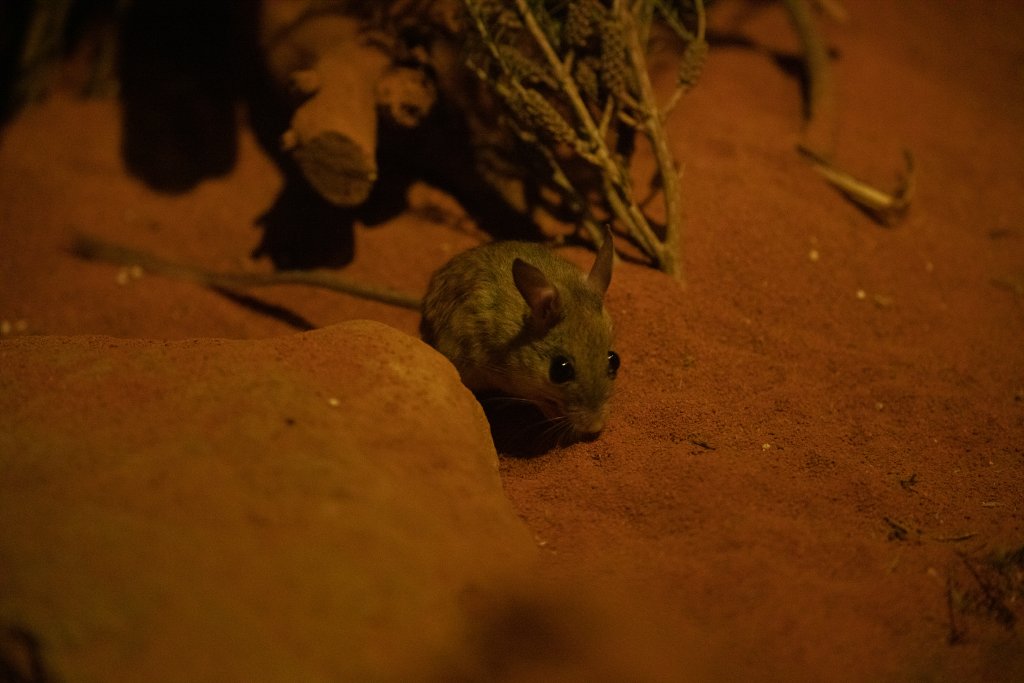 Spinifex Hopping Mouse
