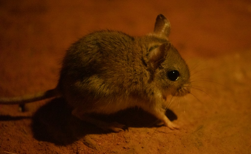 Spinifex Hopping Mouse