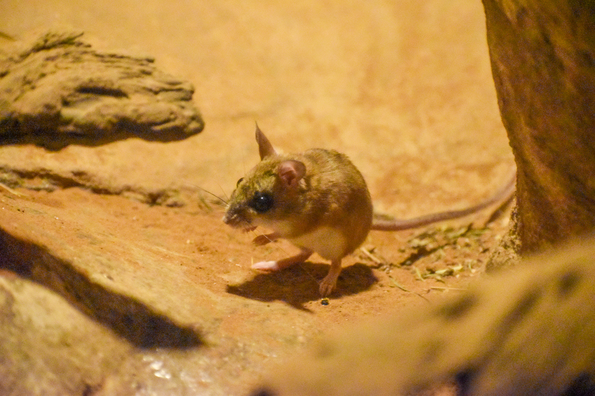 Spinifex Hopping Mouse