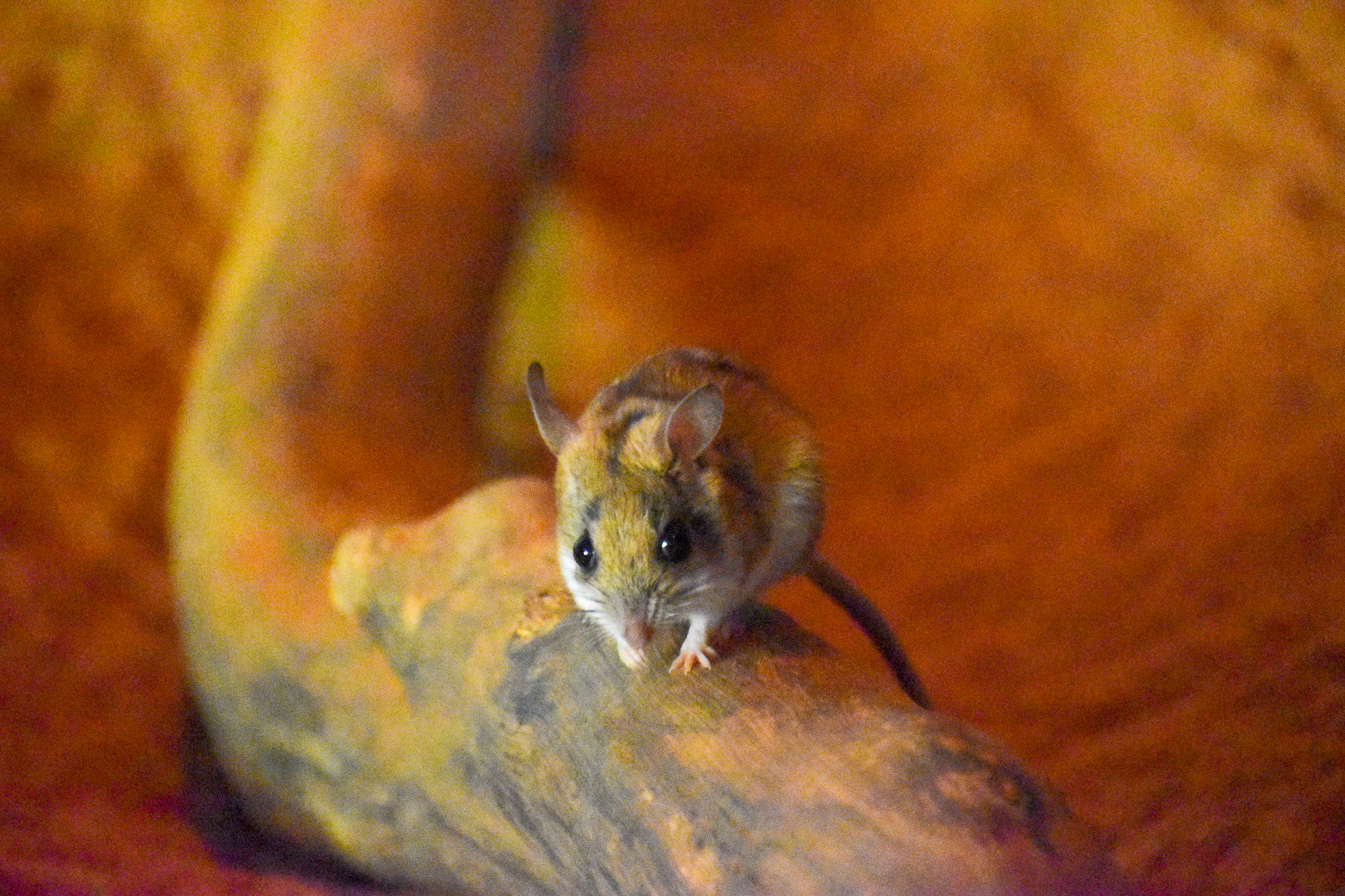 Spinifex Hopping Mouse