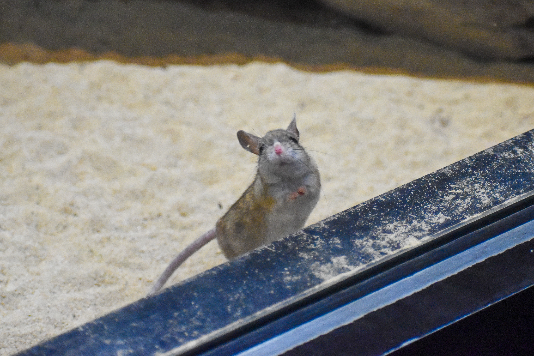 Spinifex Hopping Mouse