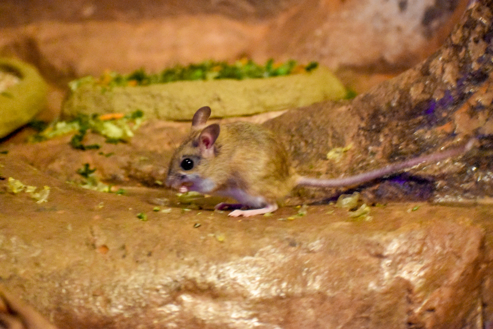Spinifex Hopping Mouse