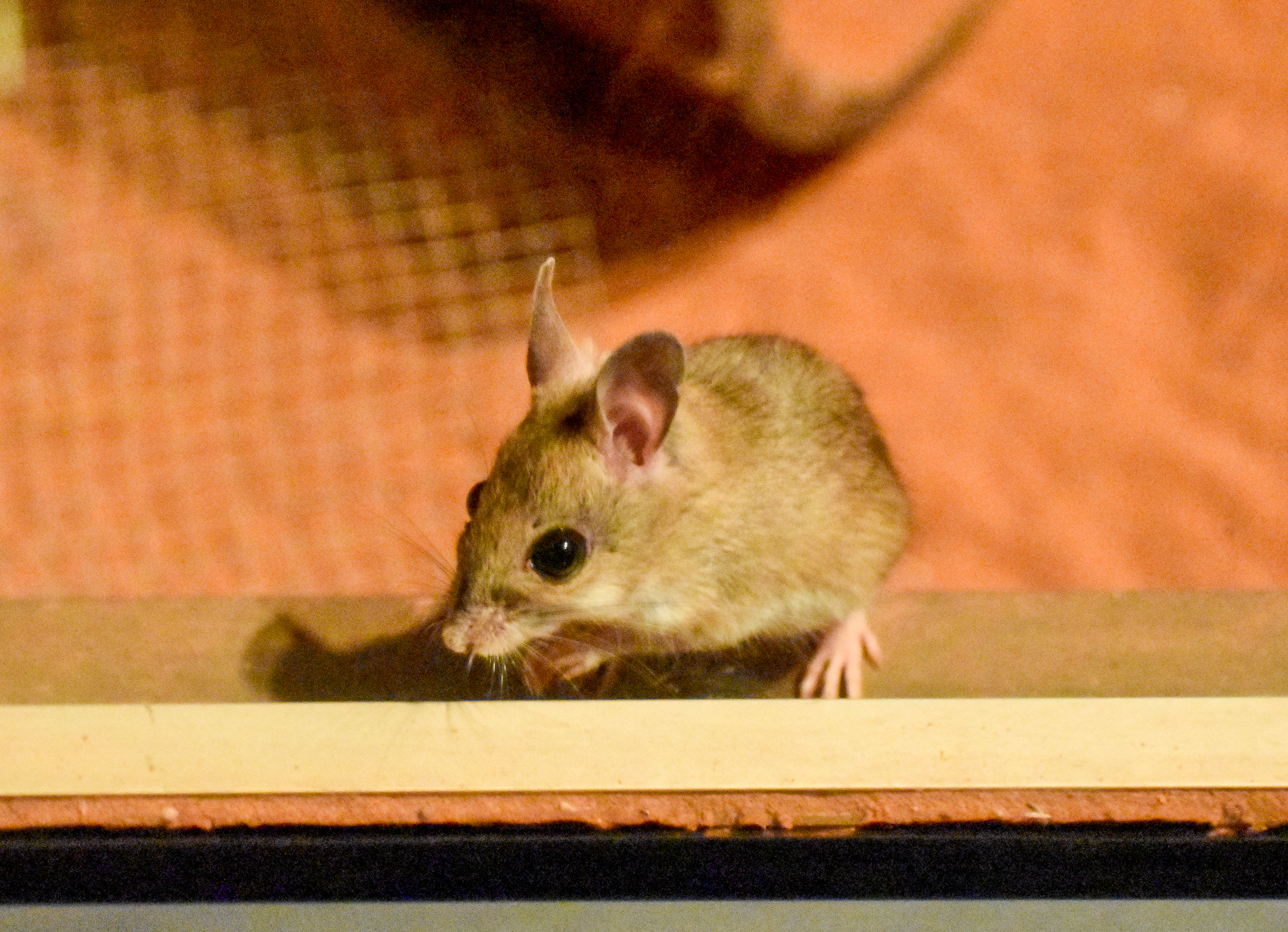 Spinifex Hopping-Mouse