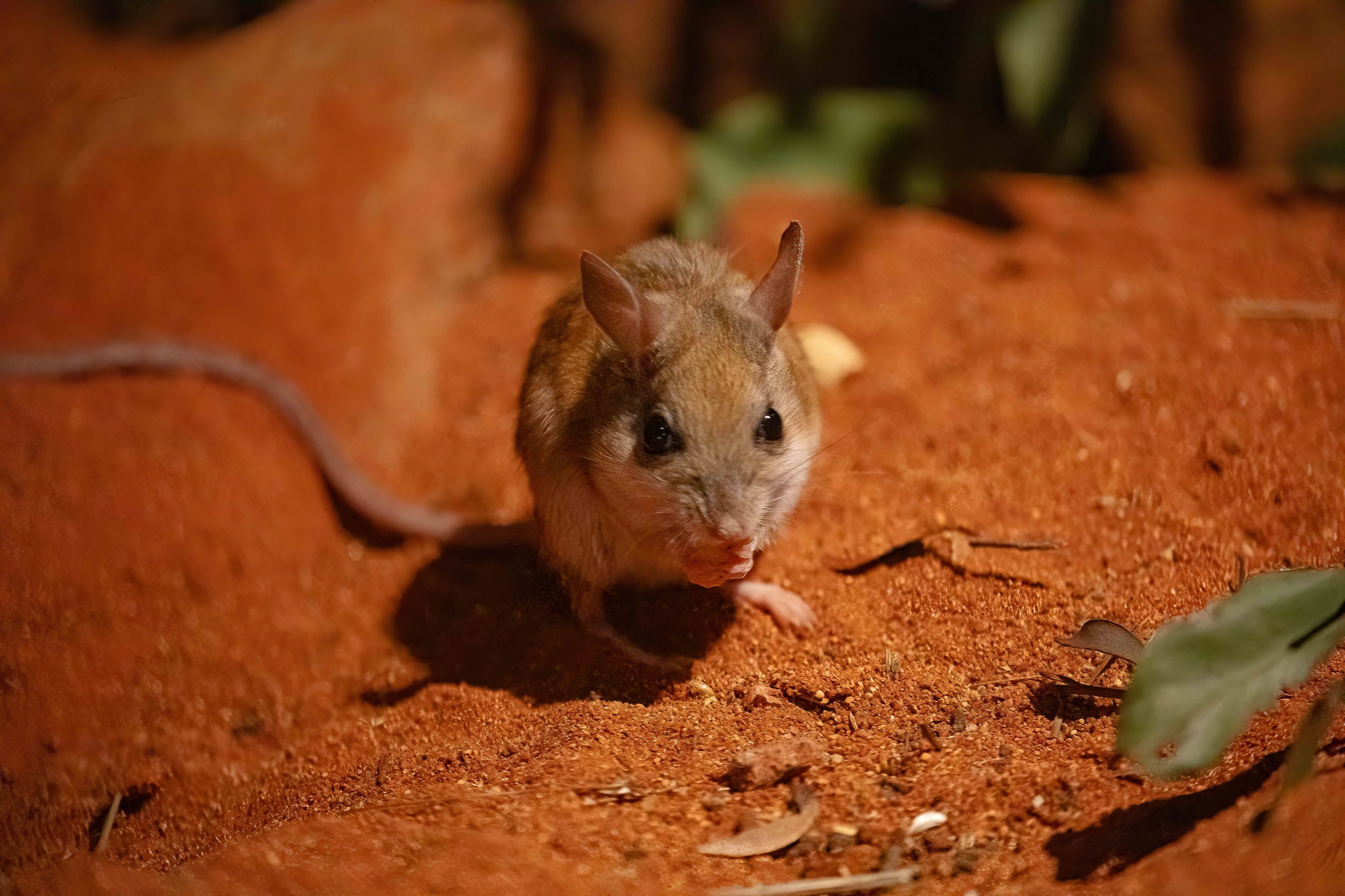 Spinifex Hopping Mouse