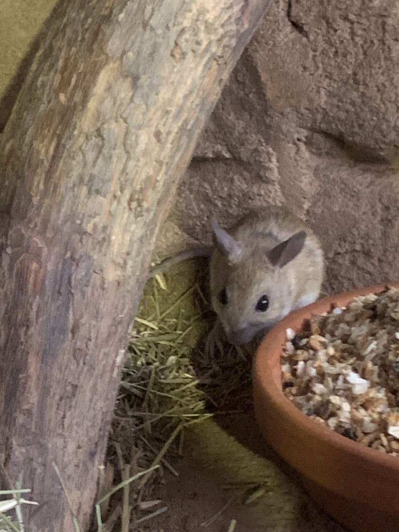 Spinifex hopping mouse