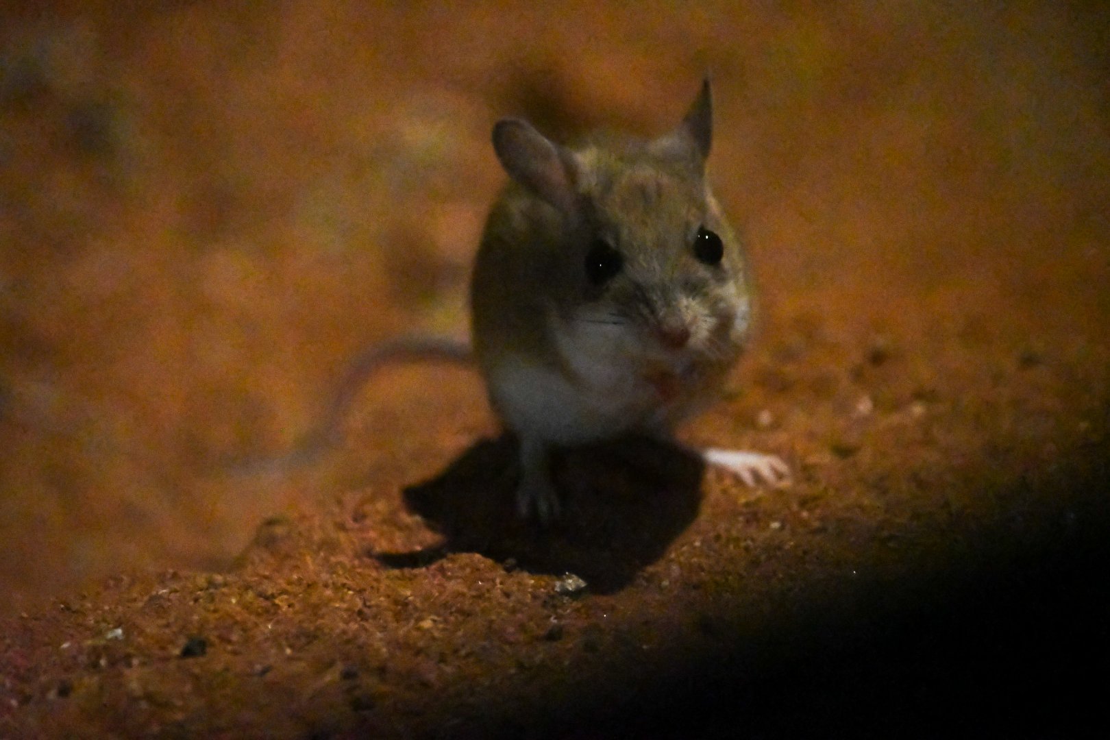 Spinifex Hopping Mouse