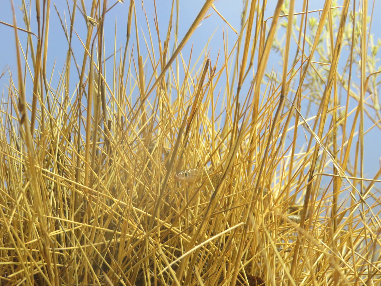 Spinifex Legless Lizard, Alice Springs Desert Park