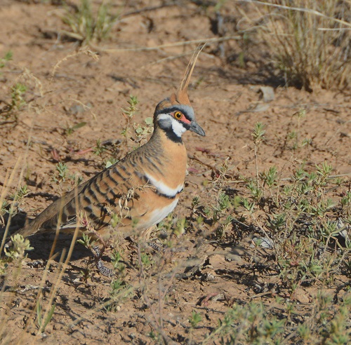 Spinifex pigeon 1