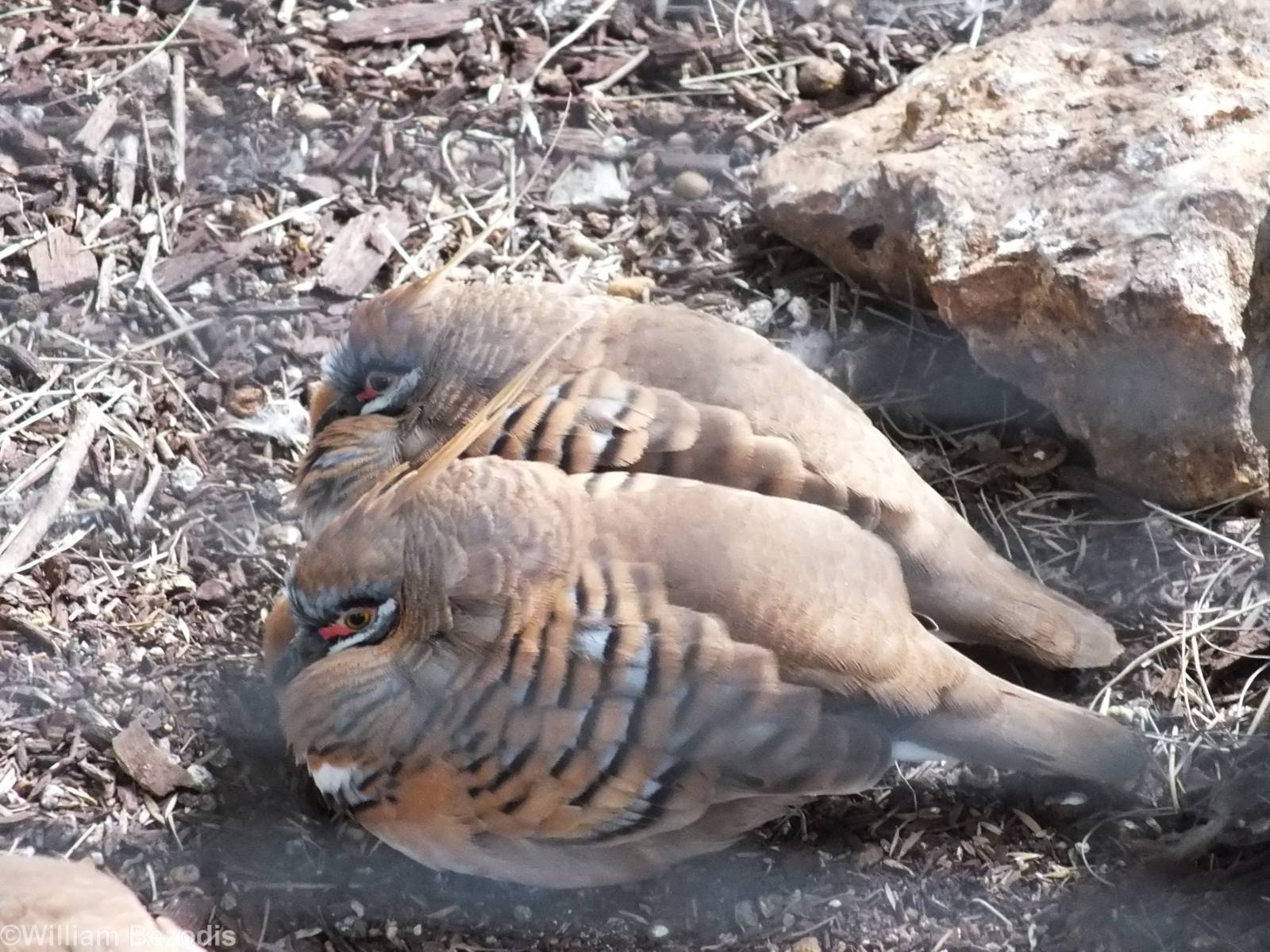 Spinifex Pigeon - Caversham Wildlife Park