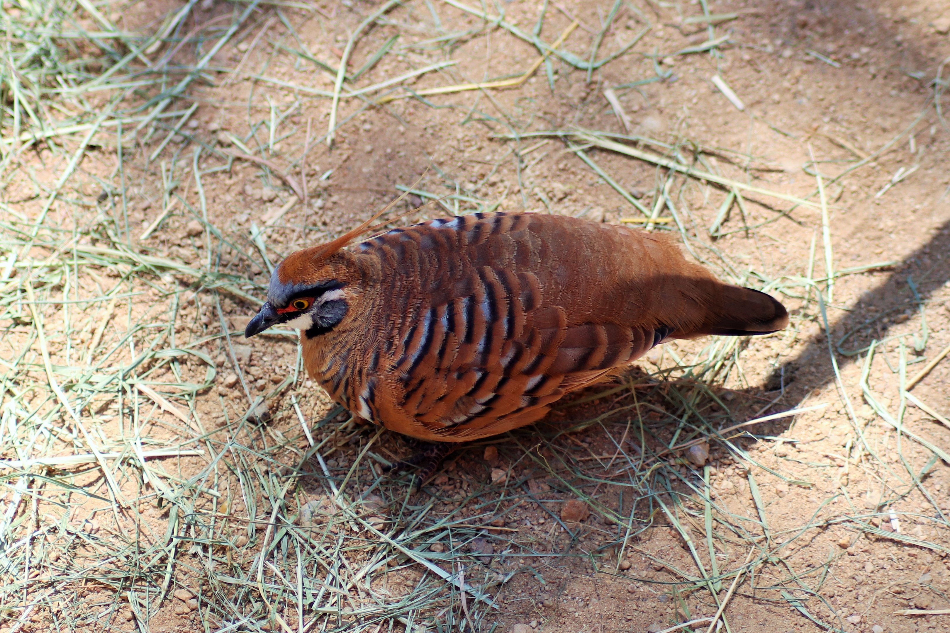 Spinifex Pigeon (Geophaps plumifera)