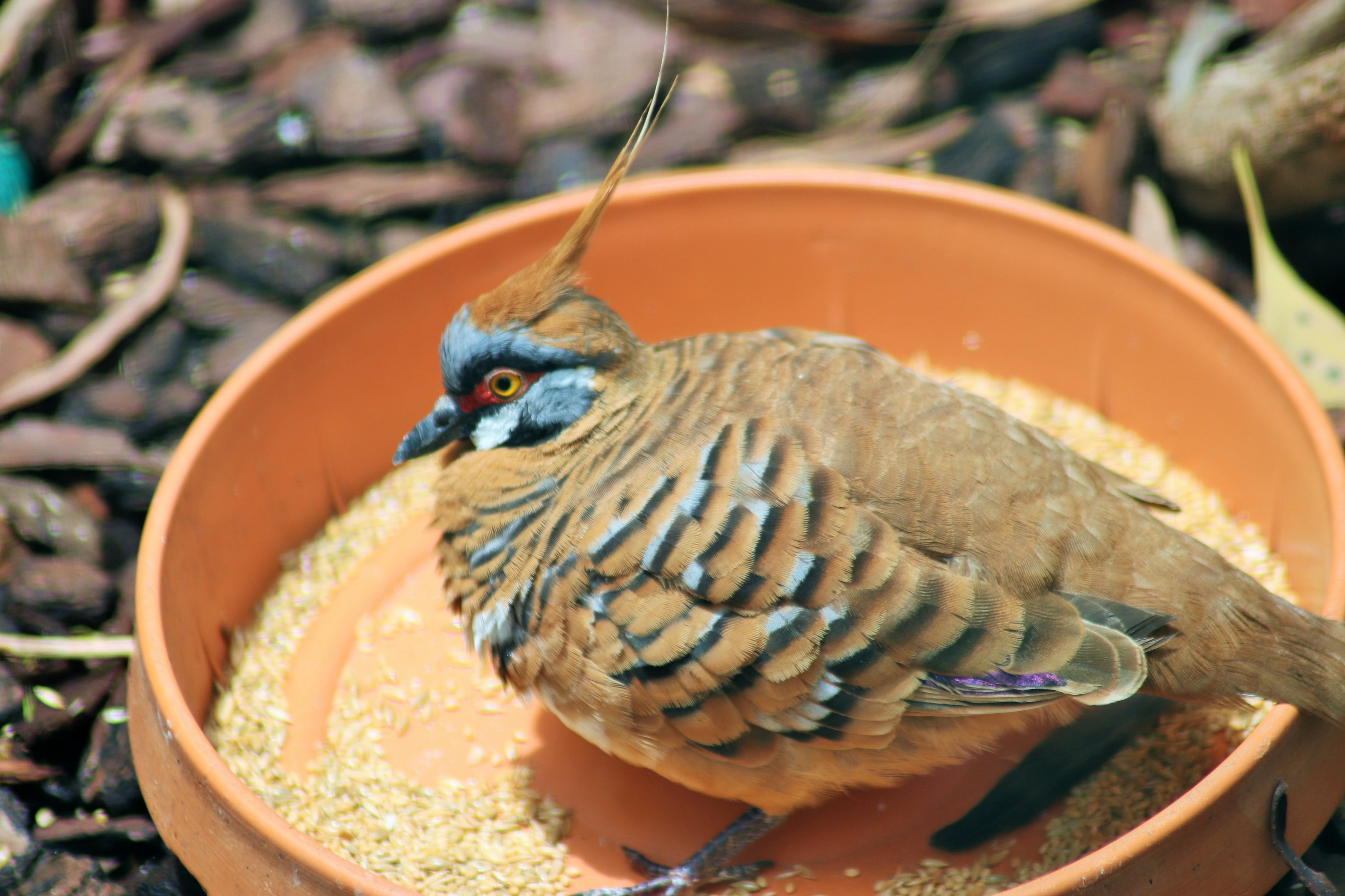 Spinifex Pigeon (Geophaps plumifera)